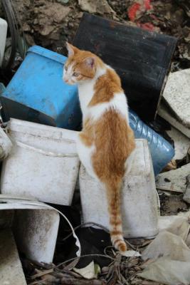 Прикачена снимка