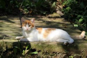 Прикачена снимка