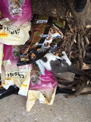 Прикачена снимка