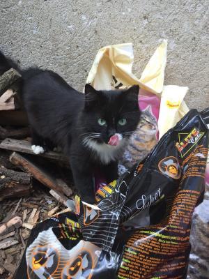 Прикачена снимка