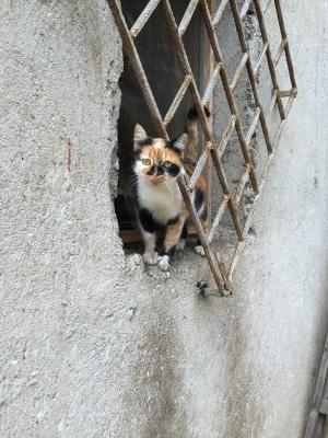 Прикачена снимка