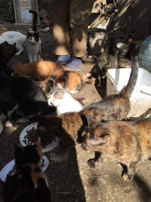 Прикачена снимка