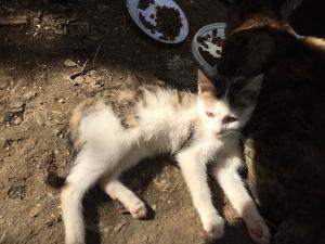 Прикачена снимка