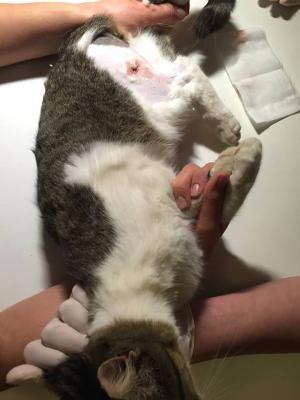 Прикачена снимка