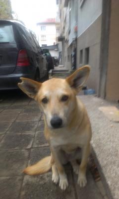 Прикачена снимка