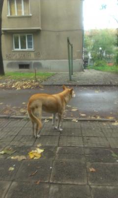 Прикачена снимка