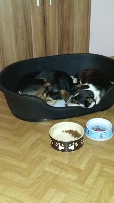 Прикачена снимка