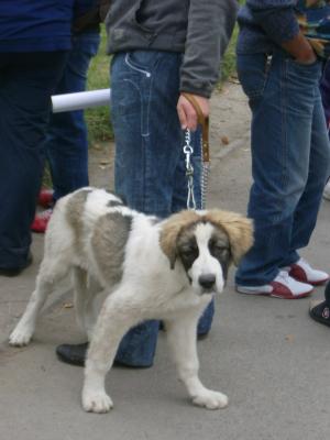 Прикачена снимка