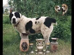Прикачена снимка