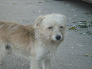 Прикачена снимка