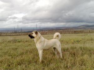 Прикачена снимка