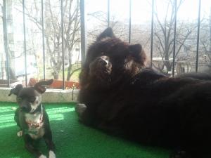 Прикачена снимка