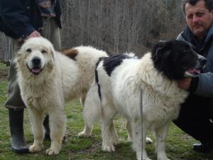Прикачена снимка