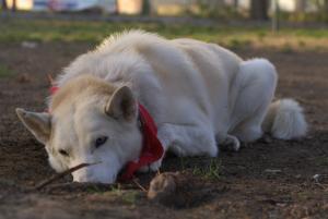 Прикачена снимка