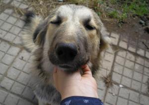 Прикачена снимка