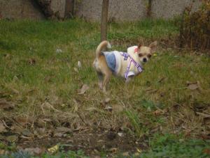 Прикачена снимка