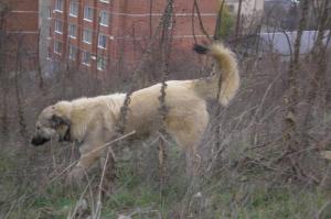 Прикачена снимка
