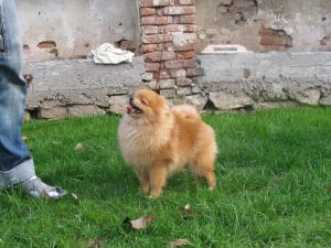 Прикачена снимка