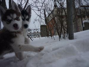 Прикачена снимка