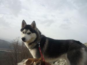 Прикачена снимка