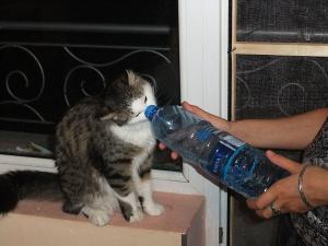 Прикачена снимка