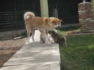 Прикачена снимка