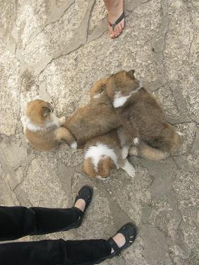Прикачена снимка
