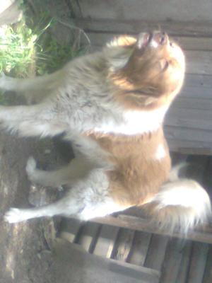 Прикачена снимка