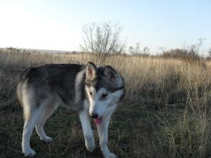 Прикачена снимка