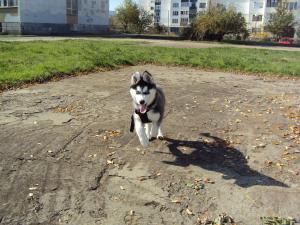 Прикачена снимка
