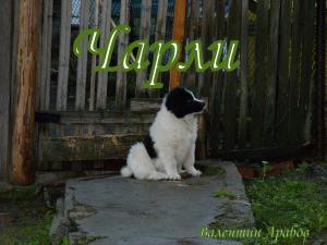 Прикачена снимка