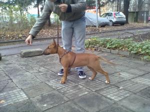 Прикачена снимка