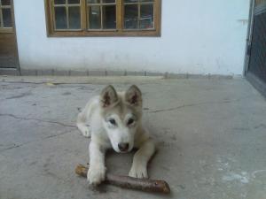 Прикачена снимка