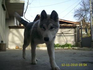 Прикачена снимка