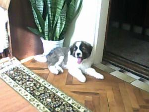 Прикачена снимка