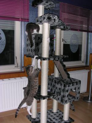Прикачена снимка
