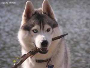 Прикачена снимка