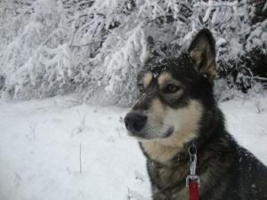 Прикачена снимка