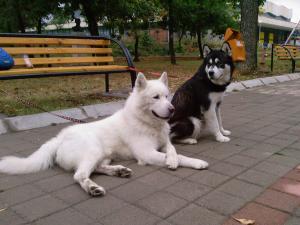Прикачена снимка