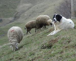 Прикачена снимка