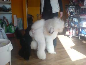 Прикачена снимка