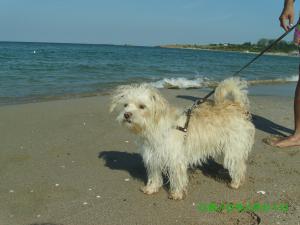 Прикачена снимка