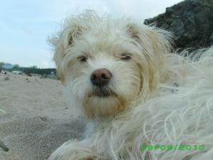 Прикачена снимка