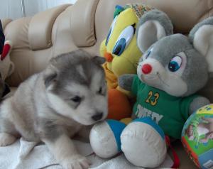 Прикачена снимка