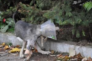 Прикачена снимка