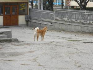 Прикачена снимка
