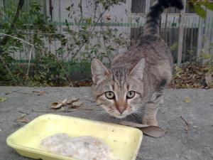 Прикачена снимка
