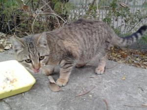 Прикачена снимка