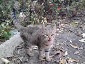 Прикачена снимка