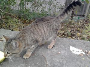 Прикачена снимка